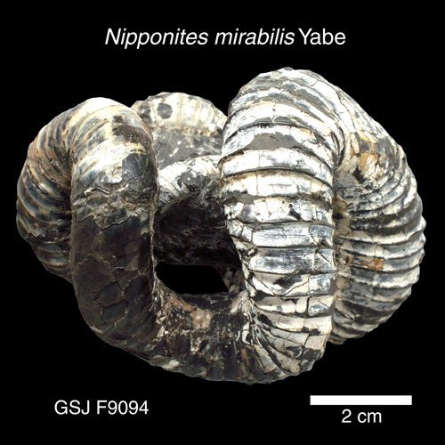 異常巻きアンモナイト Nipponites mirabilis の標本写真。GSJ F9094。