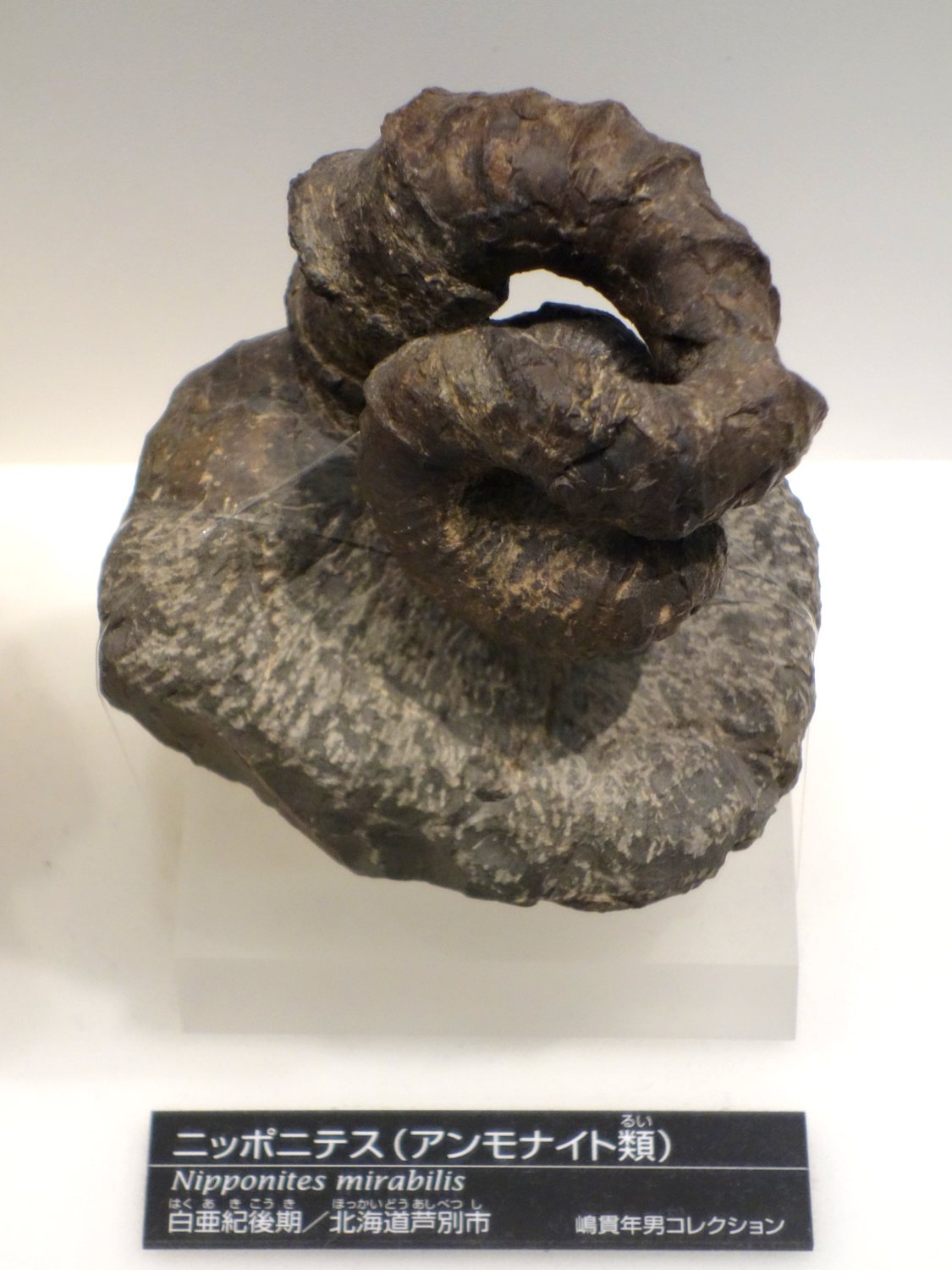 Nipponites mirabilis の標本写真（別個体）。
