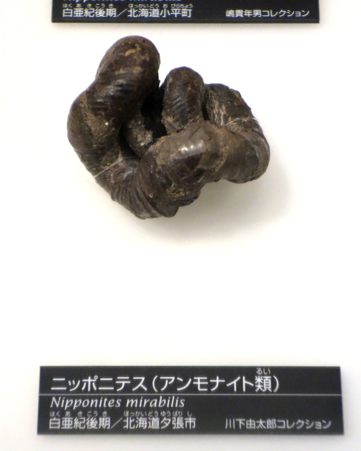 Nipponites mirabilis の標本写真（さらに別個体）。